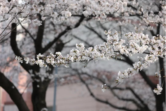 说明: //rcb.91cgvip.com/__local/0/0E/1A/F90418D62B9F0009BCED62872C7_74EA8EE1_1382B8.png